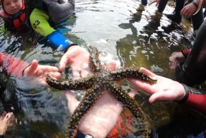 Madeira: Coasteering-tur