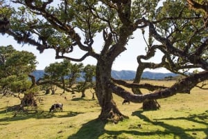 Madeira Complete 2-day Tour