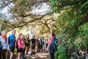 Madeira: Enjoy a Guided Levada Walk in the Rabaçal Valley