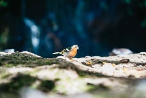 Madeira: Enjoy a Guided Levada Walk in the Rabaçal Valley