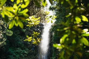 Madeira: Enjoy a Guided Levada Walk in the Rabaçal Valley