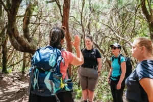 Madeira: Enjoy a Guided Levada Walk in the Rabaçal Valley