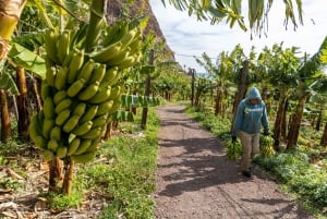 Madeira: Faja dos Padres Private Sightseeing Tour