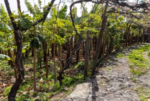 Madeira: Excursión Privada Faja dos Padres