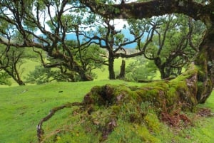 Madeira: Fanal and Seixal Beach Guided Tour