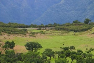 Madeira: Fanal and Seixal Beach Guided Tour