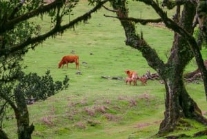 Madeira: Fanal and Seixal Beach Guided Tour