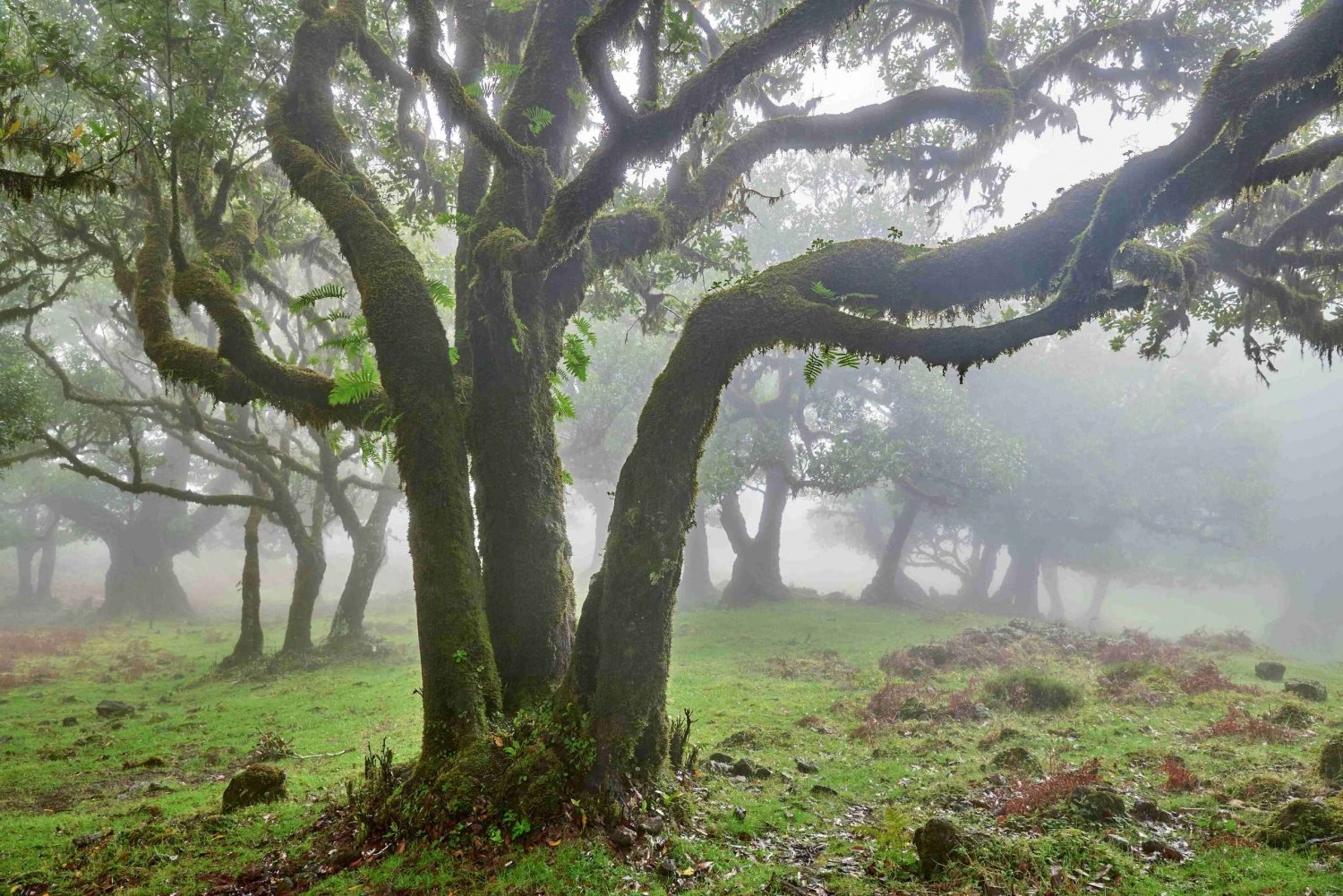 Madeira: Fanal Forest and Cabo Girão for Cruise Ship