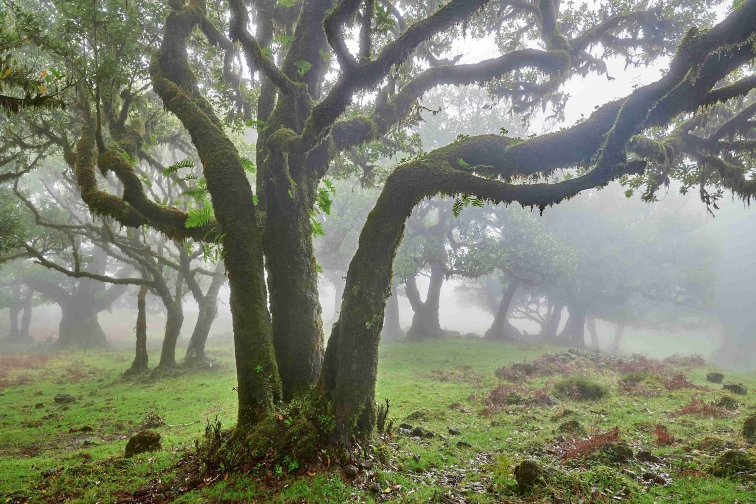 Madeira: Fanal Forest und Cabo Girão für Kreuzfahrtschiff