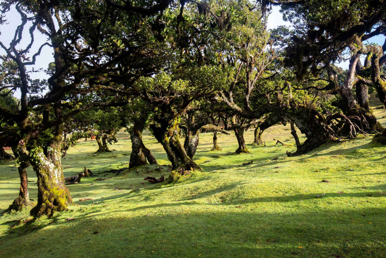 Madeira: Fanal Forest und Cabo Girão für Kreuzfahrtschiff