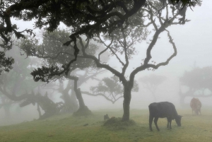 Madeira: Fanal Forest and Cabo Girão for Cruise Ship