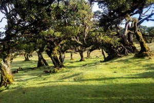 Madeira: Fanal Forest and Cabo Girão for Cruise Ship