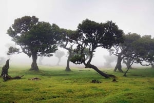 Madeira: Fanal Forest and Cabo Girão for Cruise Ship