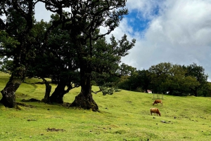 Madeira: Fanal Forest und Cabo Girão für Kreuzfahrtschiff