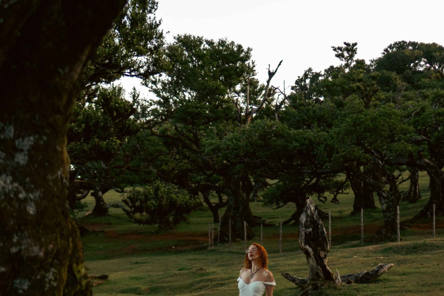 Madeira: floresta do Fanal, piscinas de lava e tour de degustação de vinhos