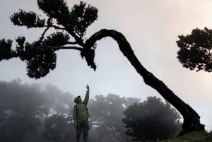 Madeira: Fanal Forest, Lava Pools & Wine Tasting Tour