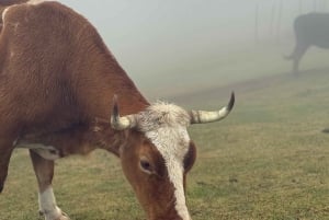 Madeira: Fanal Forest, Lava Pools & Wine Tasting Tour