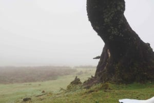 Madeira: Fanal Forest Tree Connection Ceremony & Picnic