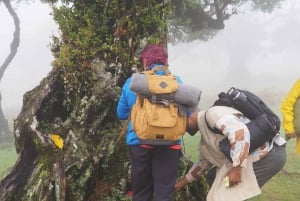 Madeira: Fanal Forest Tree Connection Ceremony & Picnic