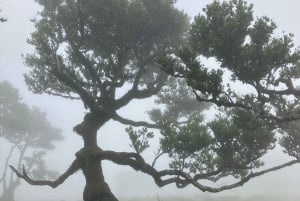 Madeira: Fanal Forest Tree Connection Ceremony & Picnic