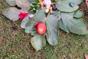 Madeira: Fanal Forest Tree Connection Ceremony & Picnic