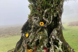 Madeira: Fanal Forest Tree Connection Ceremony & Picnic