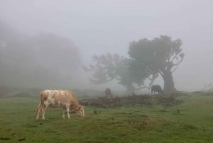 Madeira: Fanal Forest Tree Connection Ceremony & Picnic