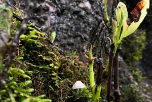 Madeira: Fanal Forest Tree Connection Ceremony & Picnic