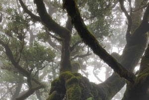 Madeira: Fanal Forest Tree Connection Ceremony & Picnic