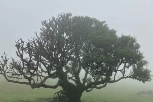 Madeira: Fanal Forest Tree Connection Ceremony & Picnic