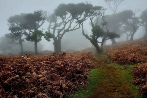Fanal Forest Walk & Meal