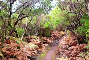 Fanal Forest Walk & Meal