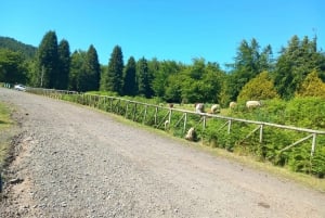 MADEIRA: Jeep Safari to Pico Arieiro & Santana local Houses