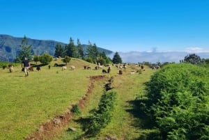 MADEIRA: Jeep Safari to Pico Arieiro & Santana local Houses