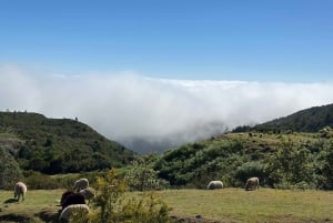 MADEIRA: Jeep Safari to Pico Arieiro & Santana local Houses