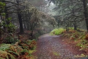 MADEIRA: Jeep Safari to Pico Arieiro & Santana local Houses