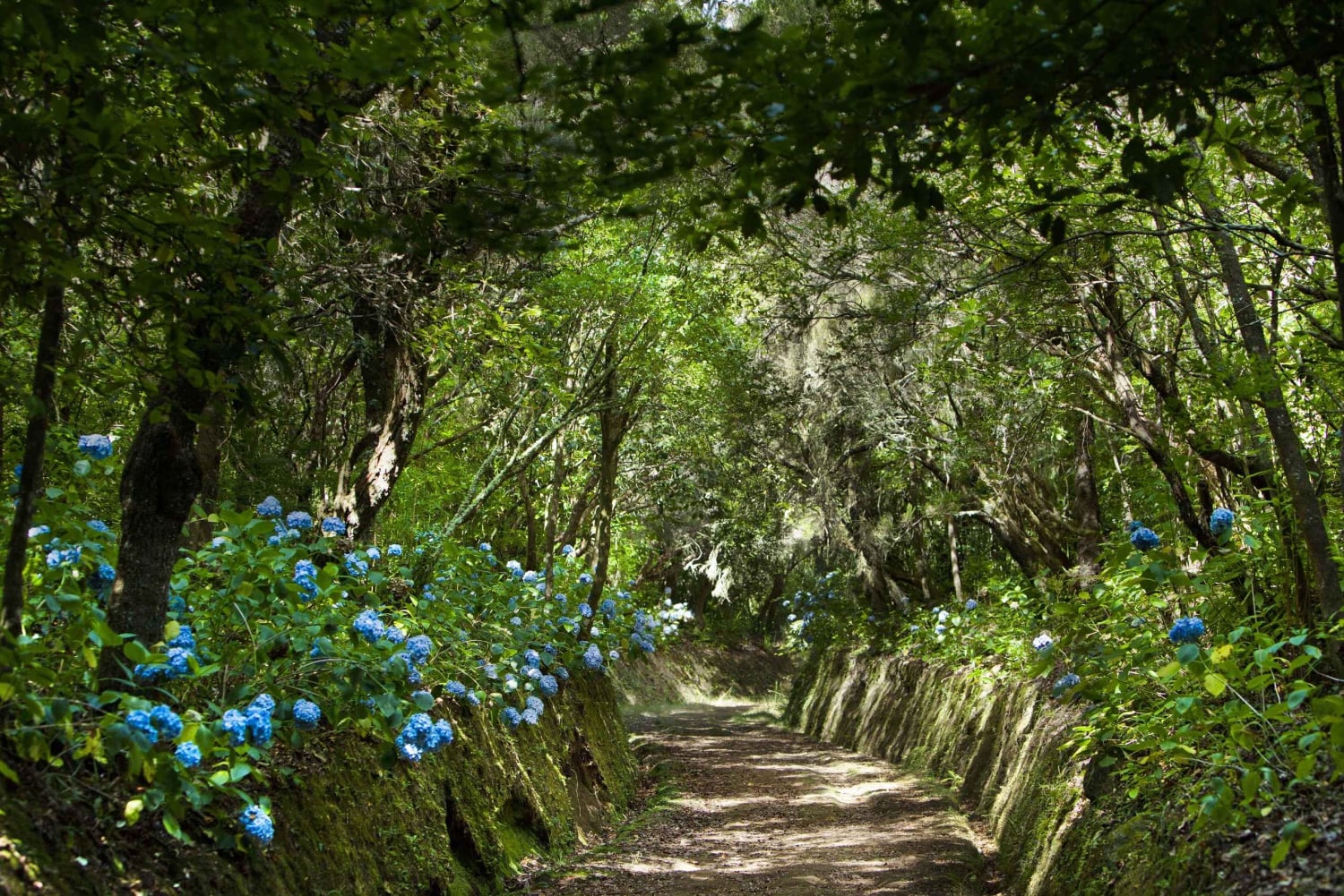 Madeira: Excursão a pé guiada de dia inteiro pela floresta Laurissilva