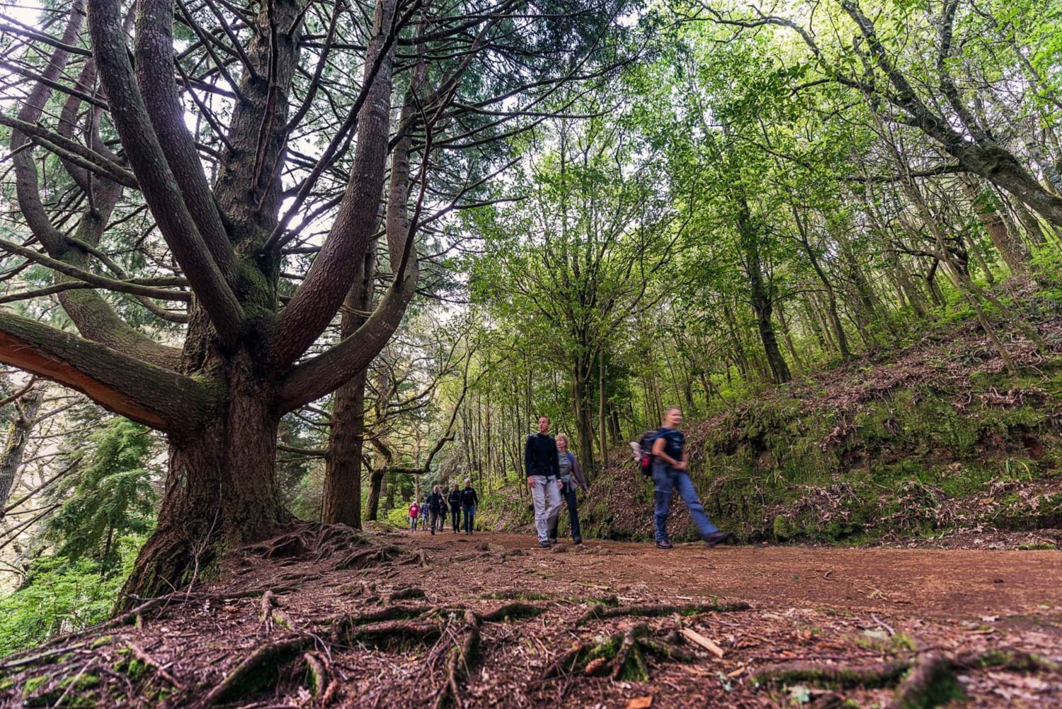 Madeira: Excursão a pé guiada de dia inteiro pela floresta Laurissilva