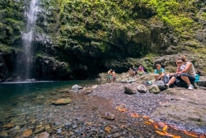 Madeira: Full-Day Laurel Forest Guided Walking Tour