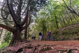 Madeira: Full-Day Laurel Forest Guided Walking Tour