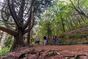 Madeira: Excursão a pé guiada de dia inteiro pela floresta Laurissilva