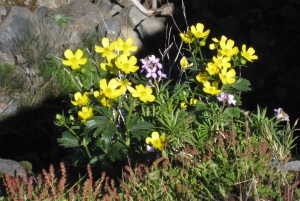 Madère : Promenade d'une journée au Pico Ruivo / Achada do Teixeira