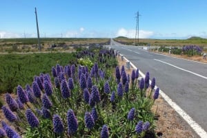 Madeira: Full Day Private Jeep Tour East or West