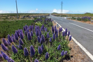 Мадейра: частный тур на джипах на целый день на восток или запад