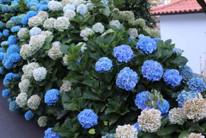 Мадейра: частный тур на джипах на целый день на восток или запад