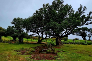 Madeira: full-day private tour (max. 6 people)