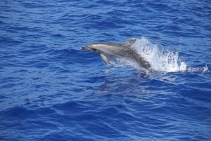 Madeira: Funchal Sunset Tour by Catamaran