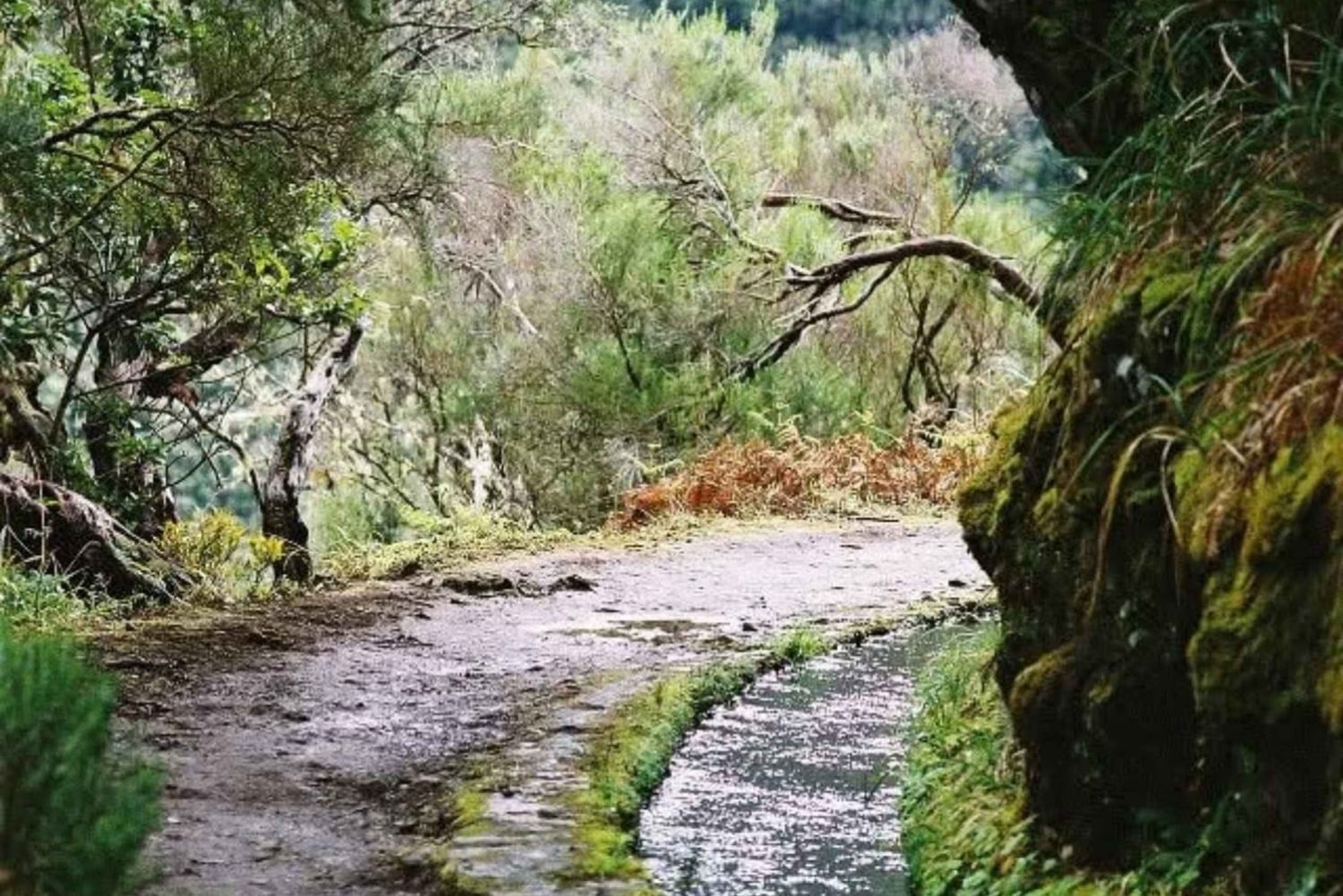 Passeggiate verdi a Madeira: natura e incanti di montagna