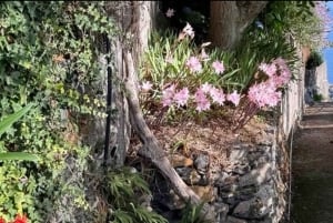 Passeggiate verdi a Madeira: natura e incanti di montagna