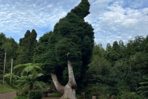 Passeggiate verdi a Madeira: natura e incanti di montagna